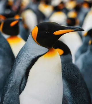 Royal Penguin - Cadillac Travel