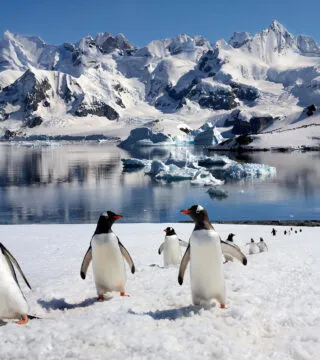 Artic penguins with snow topped mountain in the background - Cadillac Travel