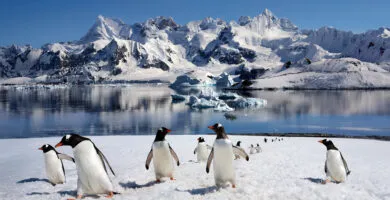 Artic penguins with snow topped mountain in the background - Cadillac Travel