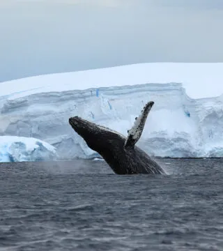 Whale jumping out the water with iceberg in the background - Cadillac Travel