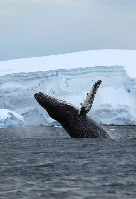 Whale jumping out the water with iceberg in the background - Cadillac Travel