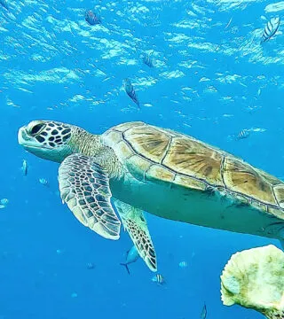 caribbean turtle underwater - Cadillac Travel