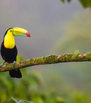 Forest tree with south American bird sat on a branch - Cadillac Travel, Detroit, MI