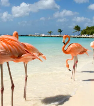 Flamingos on a beach - Cadillac Travel, Detroit, MI
