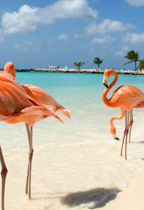 Flamingos on a beach - Cadillac Travel, Detroit, MI