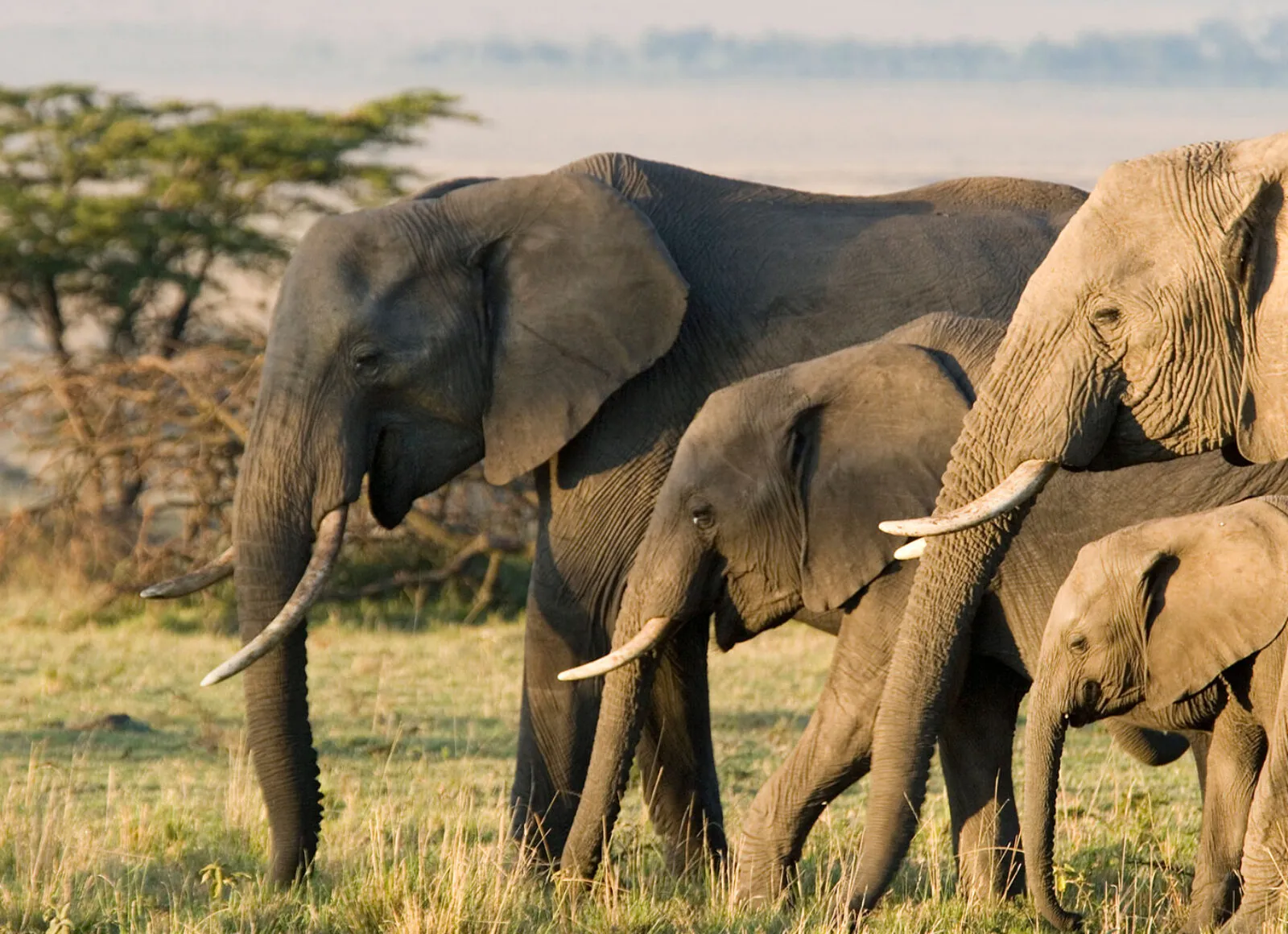 African elephants - Cadillac Travel