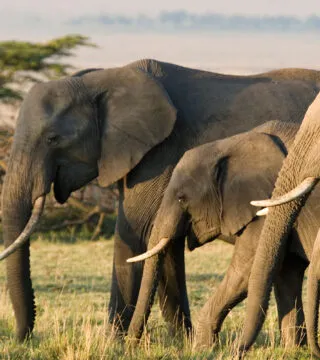 African elephants - Cadillac Travel