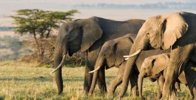 African elephants - Cadillac Travel