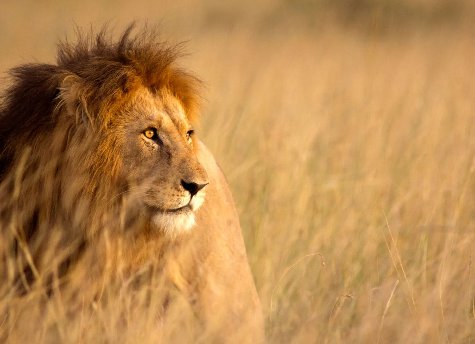 Lion - Cadillac Travel