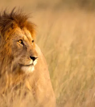 Lion - Cadillac Travel