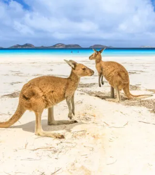 Kangaroos on a beach in Australia - Cadillac Travel, Detroit, MI
