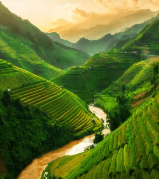 Rice fiels - Cadillac Travel