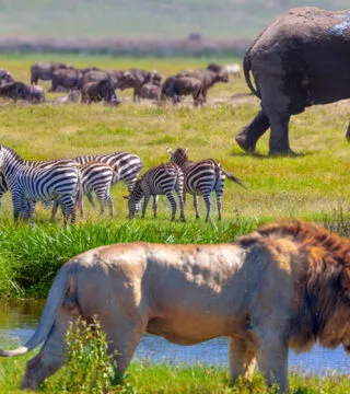 Serengeti National Park - Cadillac Travel, Detroit, MI