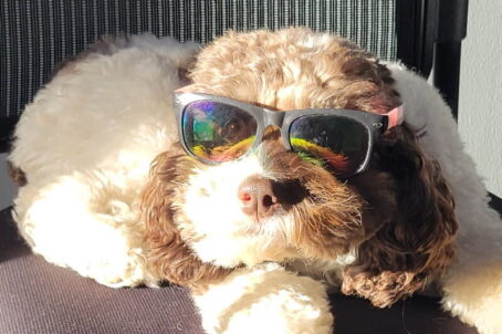 Edith Fisherman's dog - Cadillac Travel, Detroit, MI